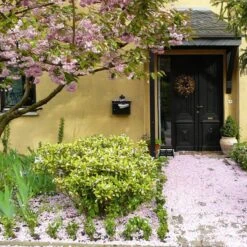 Talen Tools - Voetenveger - Dubbel - Harde Kunststof Borstels -Tuingereedschap Winkel 1200x1200 597