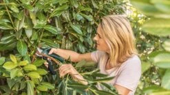 Bosch EasyPrune Accu Snoeischaar - 3.6 V Accu - USB 14 Bosch EasyPrune Accu Snoeischaar - 3.6 V Accu - USB -Tuingereedschap Winkel 1200x675 20