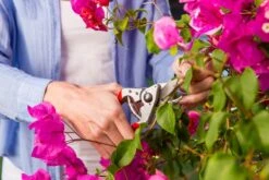 Felco 14 Snoeischaar | Ergonomisch | Voor Kleine Handen 5 Felco 14 Snoeischaar | Ergonomisch | Voor Kleine Handen -Tuingereedschap Winkel 1200x800 92