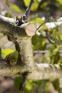 GARDENA - Comfort - Hefboomsnoeischaar Smartcut - Snoeischaar - Takdikte Max. 22 Mm -Tuingereedschap Winkel 799x1200 36